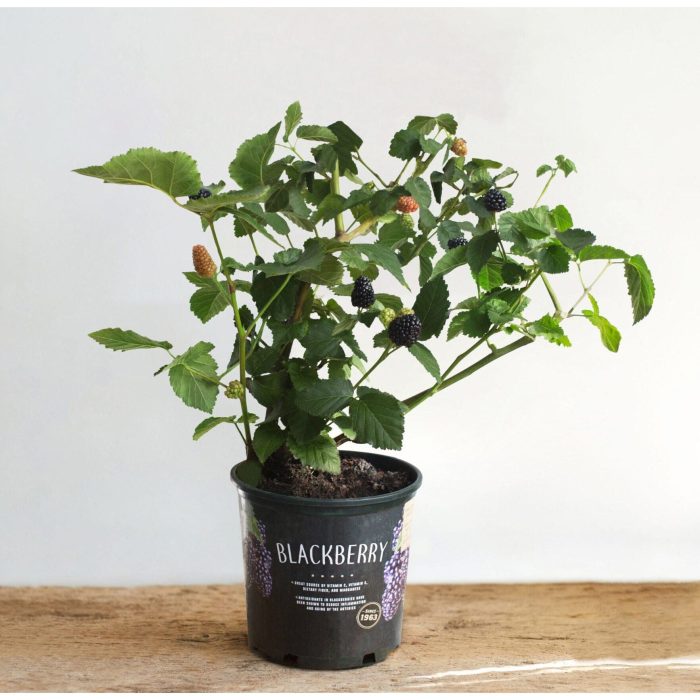 1G Blackberry Grower Pot e1706048392972
