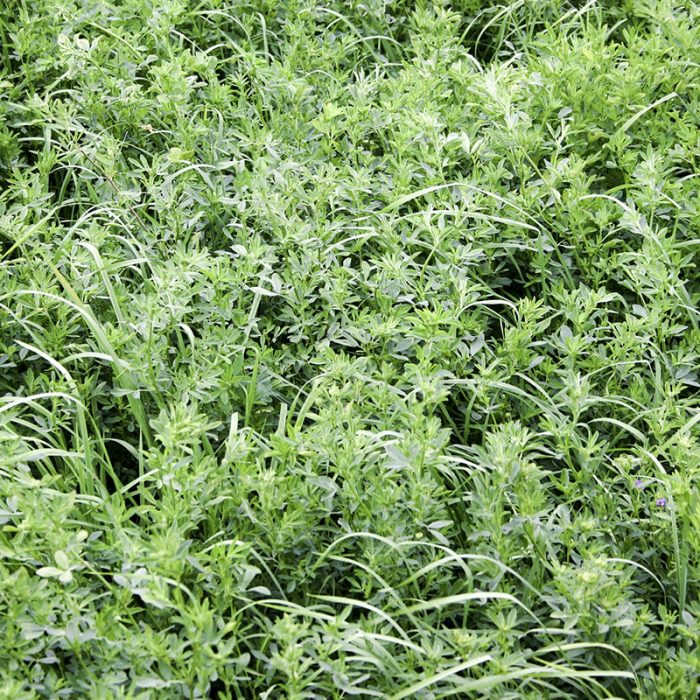 1alfalfa grass 27