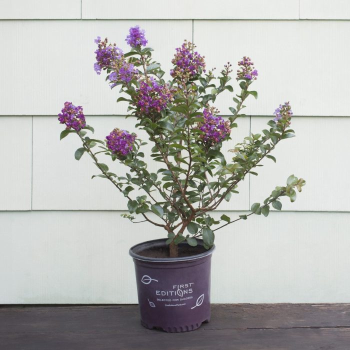 2 G Purple Magic Crape Myrtle First Editions Grower Pot scaled e1722968594363
