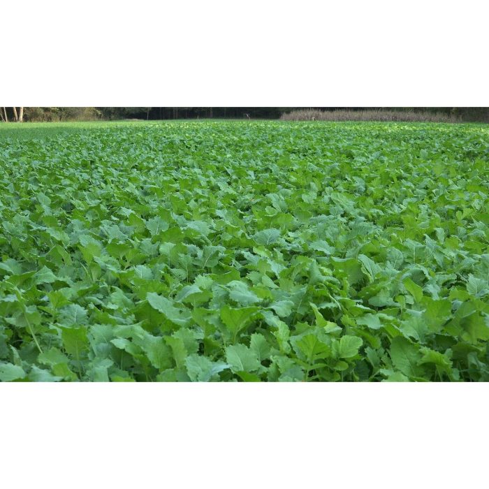 BeetsNGreens Field Shot 48245.1570192715