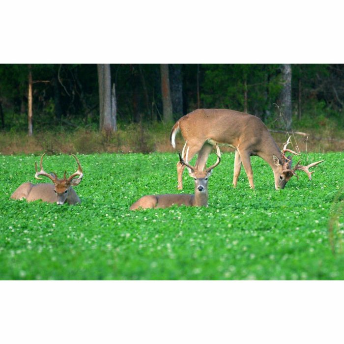 DeerWhitetail