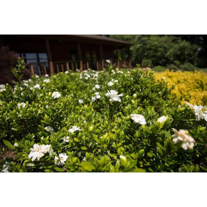 GardeniaFirstEditionsDoubleMint 07 10208 1 1073x715 1 jpg
