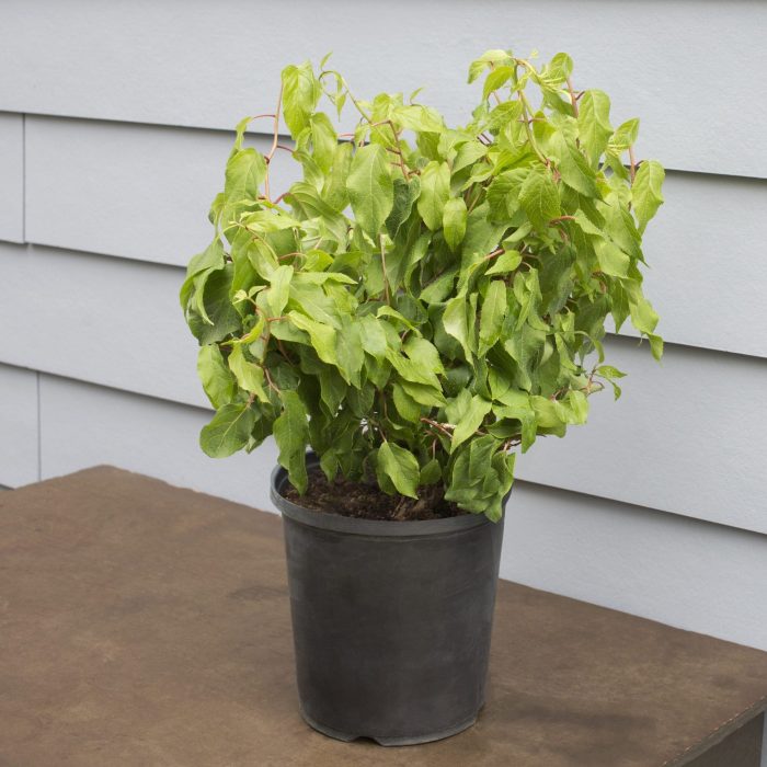 Kiwi Grower Pot scaled e1712942966214