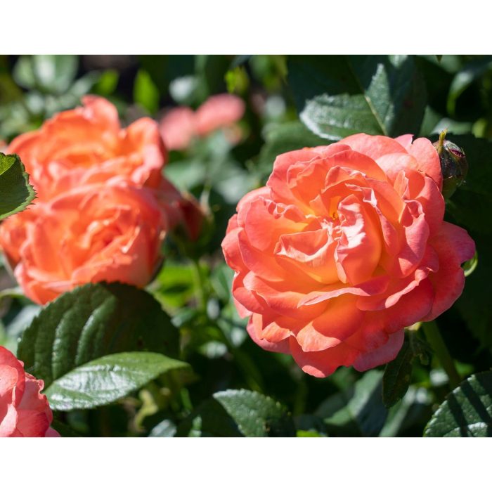 Orange Glow Rose Closeup