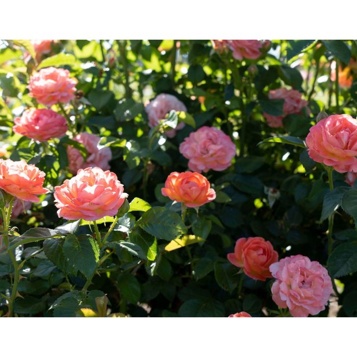 Orange Glow Roses