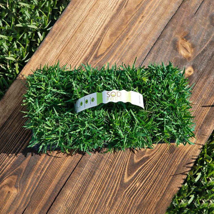 SodPodProductImages Zoysia3 scaled 1