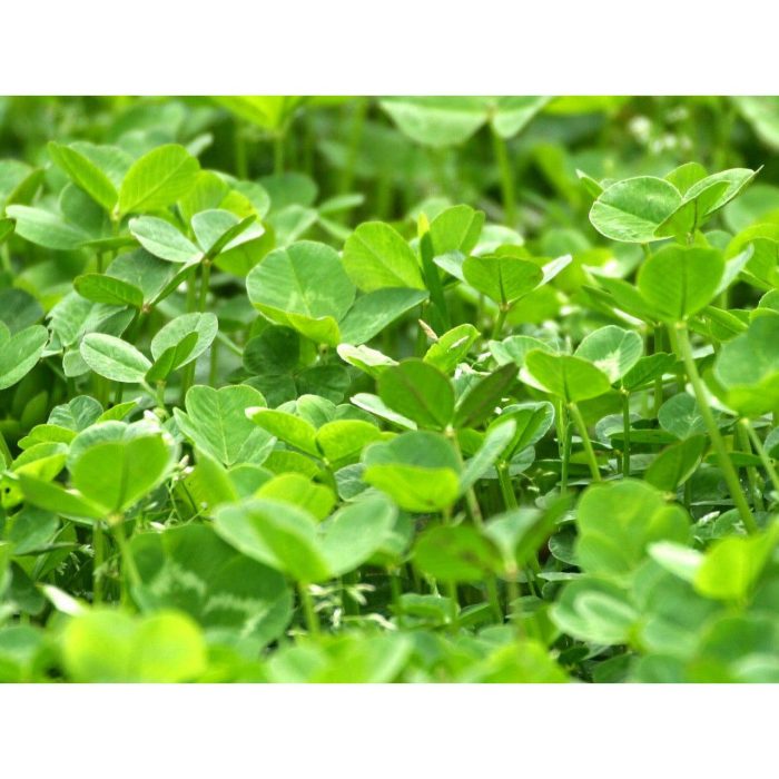 clover close up2 95912