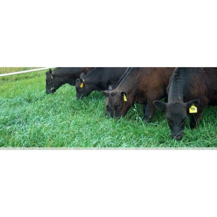 headerImg grazingCows1