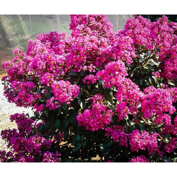 plum magic crape myrtle 2 jpg