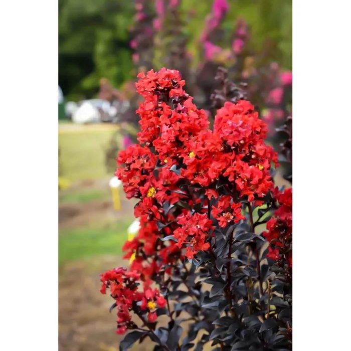 sunset magic crape myrtle 2 jpg